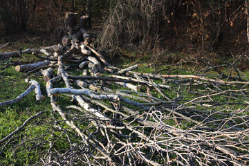 Cut big Plane treein the italian countryside. Platanus occidentalis on winter season