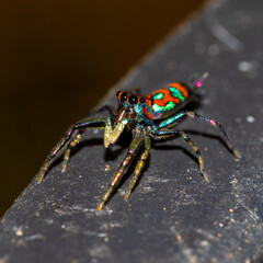 Jumping spider Sri Lanka