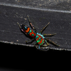 Jumping spider Sri Lanka