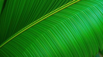 Fototapeta premium Close up of a textured palm leaf in natural tropical green colors, exotic, tropical