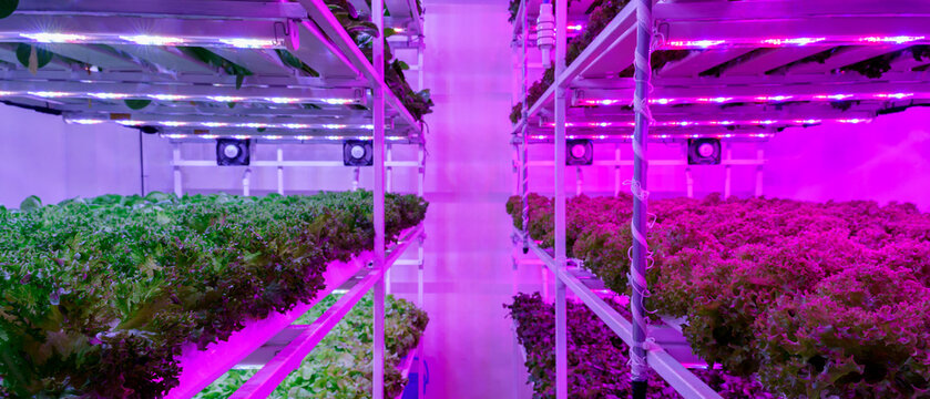 Indoor vertical hydroponic vegetable farm with ultraviolet LED light.