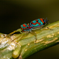 Jumping spider Sri Lanka