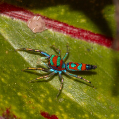Jumping spider Sri Lanka