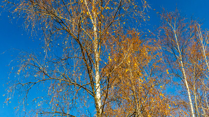 Birch tree forest