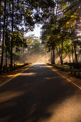 Light catcher.  Dust in the air shows early morning sunlight filtered through trees at the side of a road.