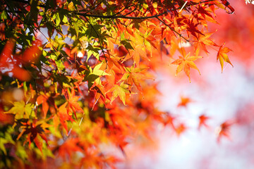 Autumn scenery, leaves of trees dyed in red