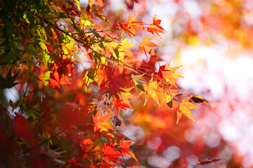 Autumn scenery, leaves of trees dyed in red