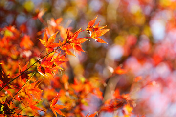 Autumn scenery, leaves of trees dyed in red