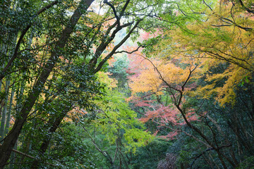 Autumn forest, colorful trees landscape, natural beauty