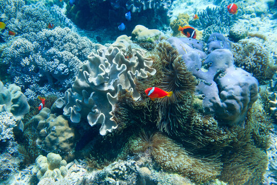 Clownfish and reef underwater, Apo island, Philippines