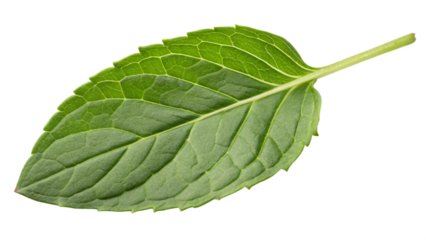 green leaf isolated on white