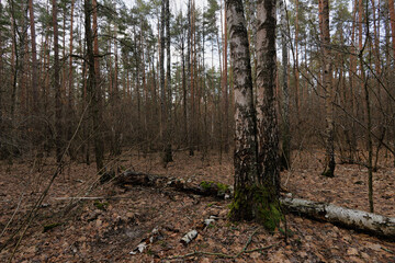 Fototapeta premium trees and fallen leaves in the forest