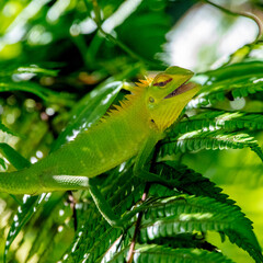 Oriental garden lizard