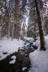 Snow-covered forest with a stream flowing through, surrounded by tall trees under a clear sky.