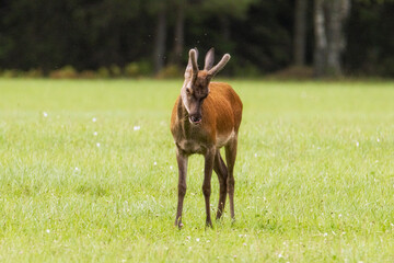 A graceful, curious roe deer stops in a spring meadow.