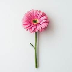 Vibrant pink gerbera daisy with a long green stem set against a minimalistic background