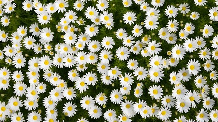 A vibrant field of white daisies with yellow centers.