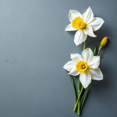 Obraz premium Concept photo of white daffodils, yellow daffodils with space for text
