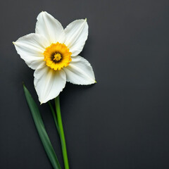 Obraz premium Concept photo of white daffodils, yellow daffodils with space for text