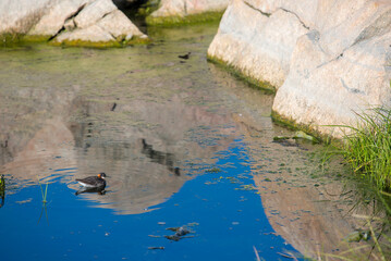 Female Red-Necked Phalarope in Summer