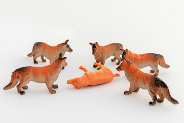 Miniature Wolves encircling plastic pig figurine on white background