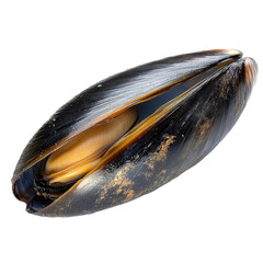 mussel shell close-up stock image- isolated on a white background- mussel shell .