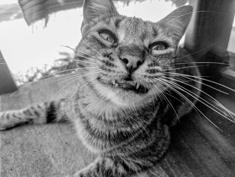 Happy tabby cat captured in black and white, looking relaxed and playful.