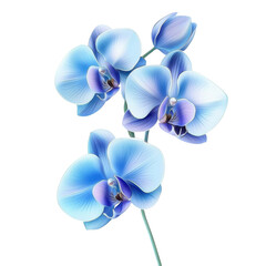 Beautiful Blue Orchid flower Clipart- isolated on a white background- Blue Orchid .