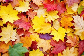 Vibrant autumn maple leaves in yellow, red, and orange hues, scattered on a natural surface, creating a seasonal and cozy atmosphere. Ai generative