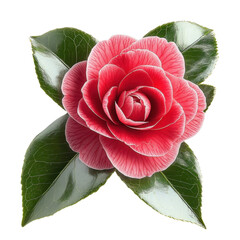 Photo of a Camellia flower - isolated on a white background- Camellia