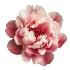 Photo of a peony- isolated on a white background- peony