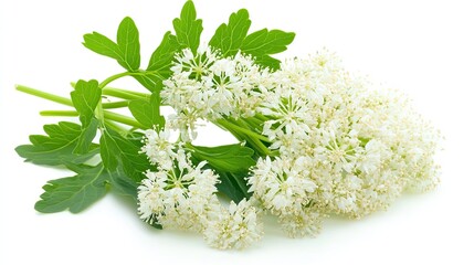 White flowers and green leaves on white background, for herbal or nature themes.