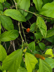 The Javanese chili plant or puyang chili has many benefits, one of which is as a medicine or herbal medicine.