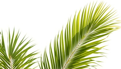 Obraz premium A serene and minimalist summer background featuring natural green palm leaves with soft sun shadows, creating a pastel-colored aesthetic