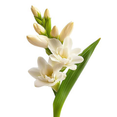 Tuberose close-up stock image- isolated on a white background- Tuberose .