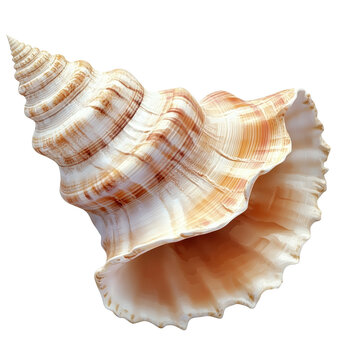Beautiful conch shell Clipart- isolated on a white background- conch shell .