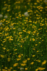 Obraz premium Kwiaty