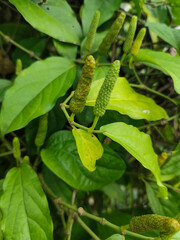 The Javanese chili plant or puyang chili has many benefits, one of which is as a medicine or herbal medicine.