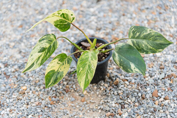 Closeup to philodendron emerald queen in the pot   