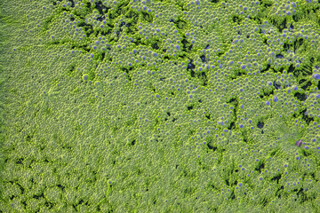 Bubbles on rotten water surface. methane, bubbles, carbon dioxide which is caused by sewage....