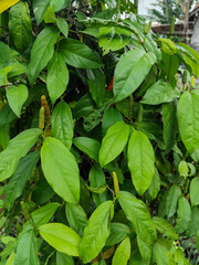 The Javanese chili plant or puyang chili has many benefits, one of which is as a medicine or herbal medicine.