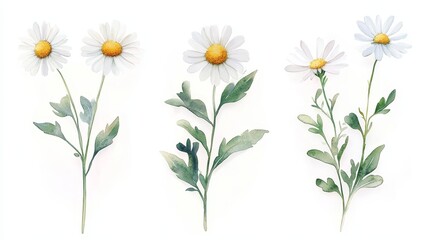 Vivid and bright three-piece natural watercolor painting of a chamomile branch, depicted in stunning detail on a white background. Ideal for floral, nature, and botanical design concepts.