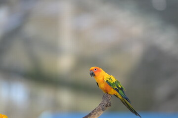 a close-up view of a flying sun conure bird