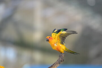 a close-up view of a flying sun conure bird