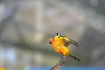 a close-up view of a flying sun conure bird