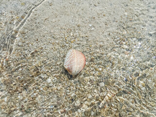 Shells on the beach. Seashell in crystal clear sea water beach. Seashells.