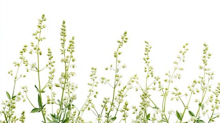 Fototapeta premium White wildflowers against white background; nature, botanical, floral design.