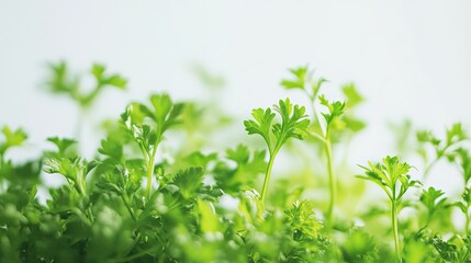 Obraz premium Fresh parsley sprouts growing, bright background, healthy food concept, spring growth.