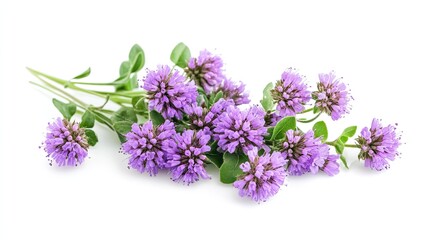Fototapeta premium Fresh purple thyme flowers on white background, cooking ingredient.