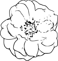 hand drawn vector illustration of a flower